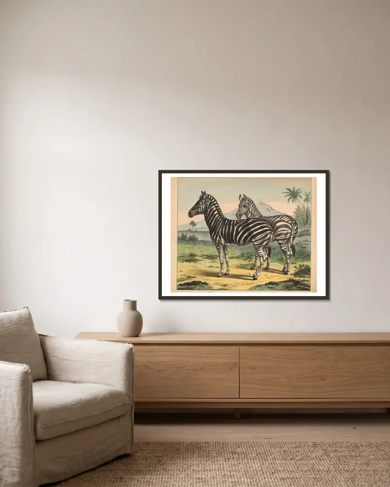 Zebra, J.F. Schreiber w ramie na ścianie