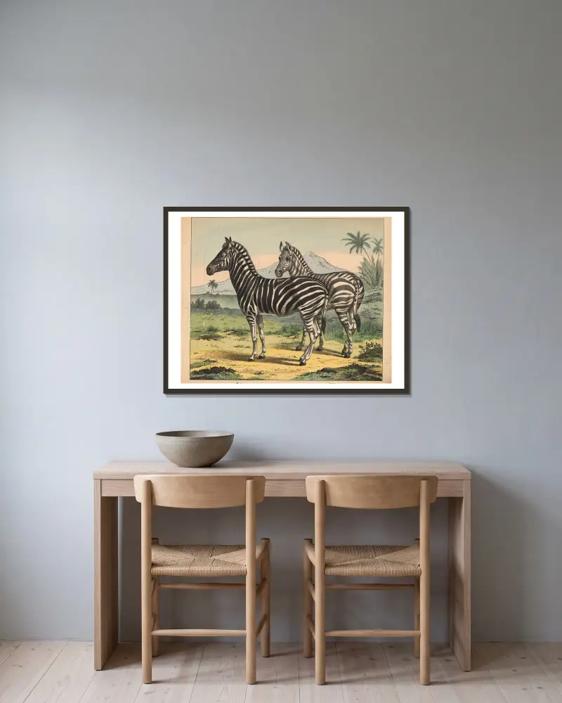 Zebra, J.F. Schreiber w ramie na ścianie