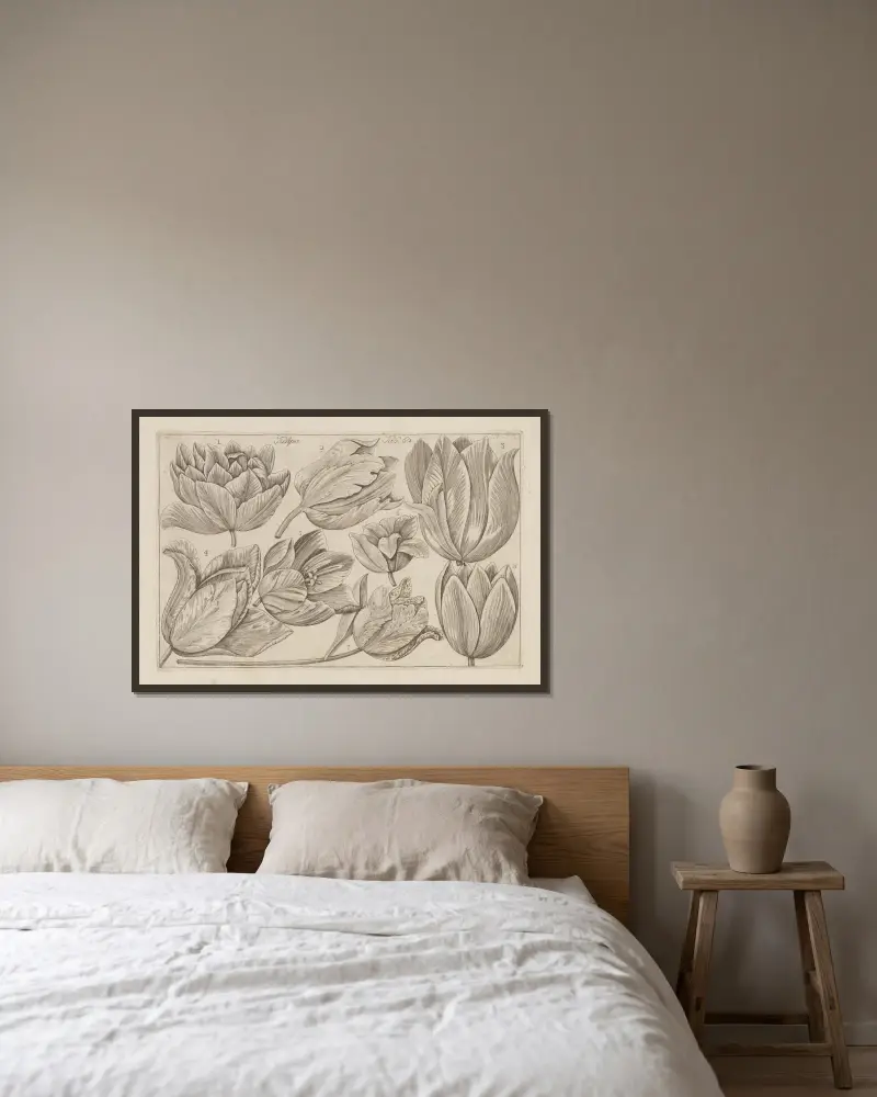 Tulipa, 1767 – nr 1 av Filippo Arena inramad på en vägg