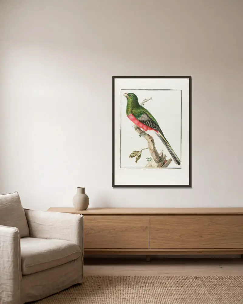 Couroulou d’afrique male … av François Levaillant inramad på en vägg
