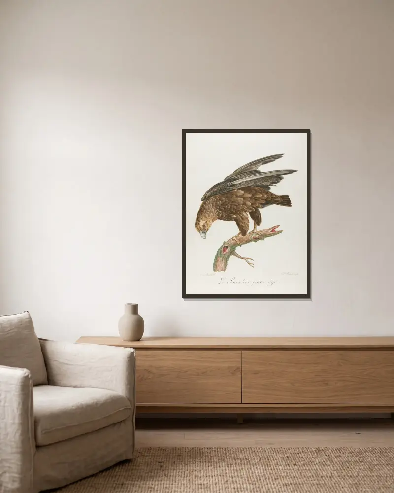 Der junge Bateleur von François Levaillant gerahmt an einer Wand