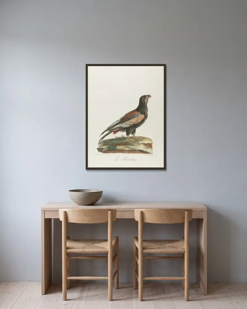 Le bateleur av François Levaillant inramad på en vägg