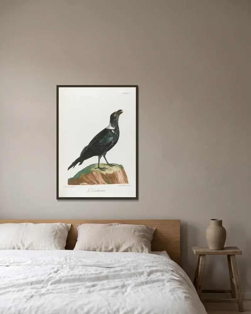 Le corbivan (Vogelillustration) von François Levaillant gerahmt an einer Wand