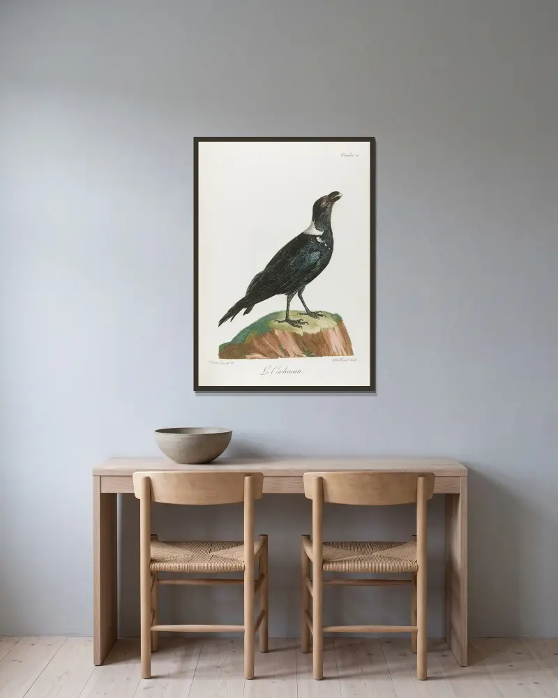 Le corbivan (Vogelillustration) von François Levaillant gerahmt an einer Wand