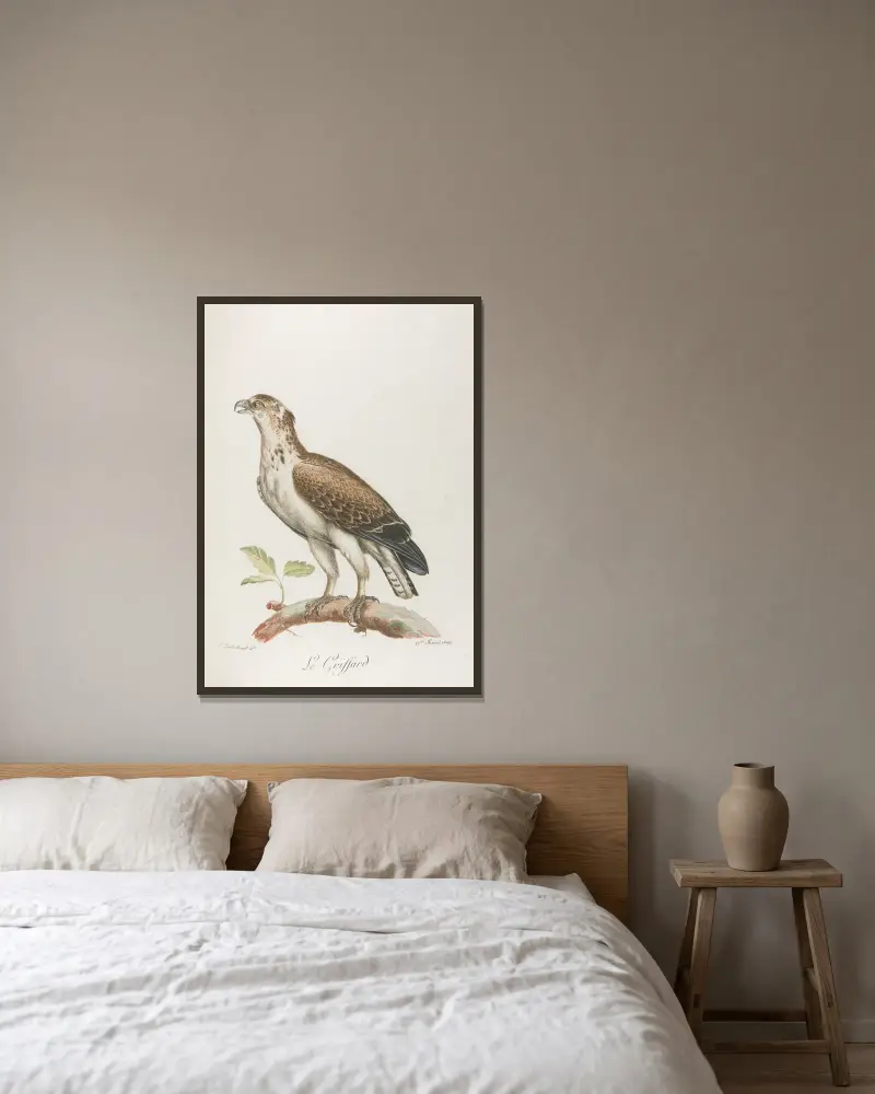 Le griffard, François Levaillant v rámu na stěně