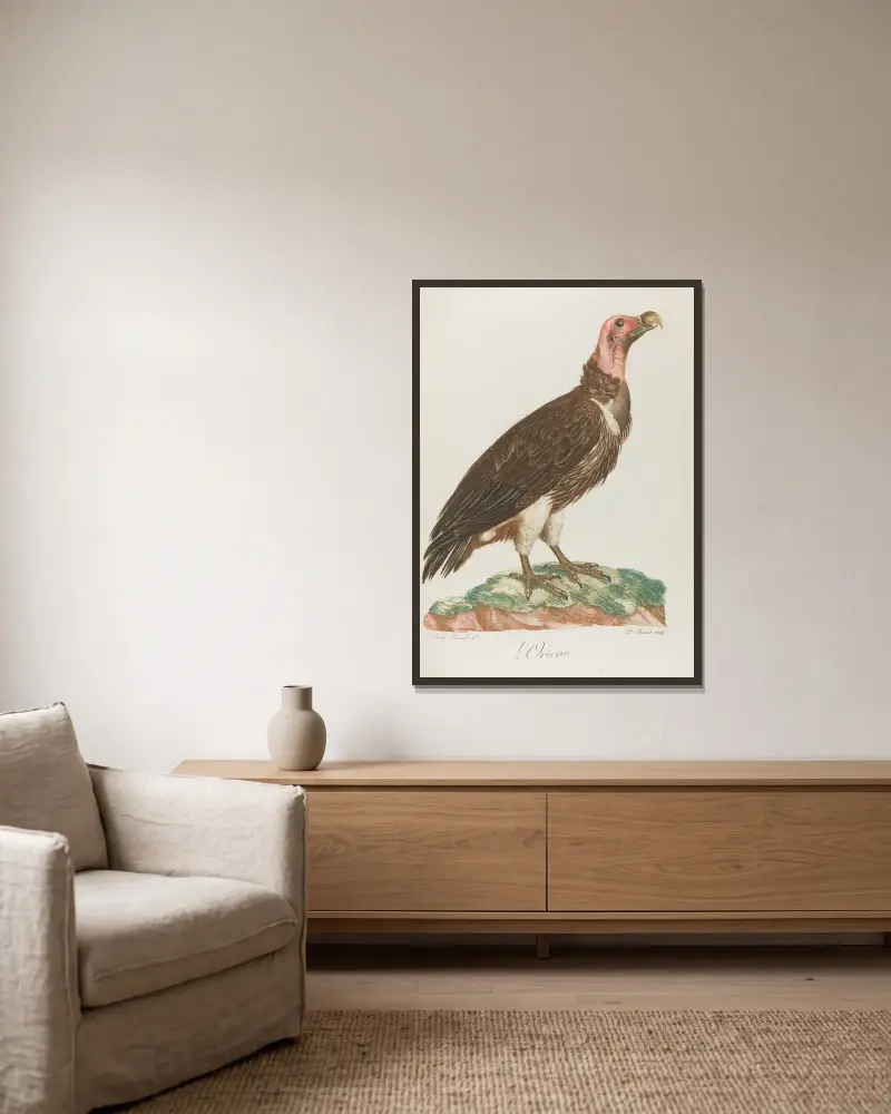 Der Oricou von François Levaillant gerahmt an einer Wand