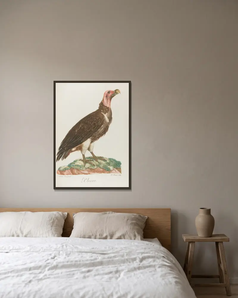 Der Oricou von François Levaillant gerahmt an einer Wand