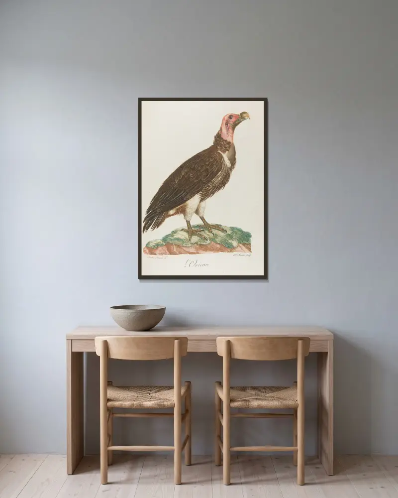 Der Oricou von François Levaillant gerahmt an einer Wand