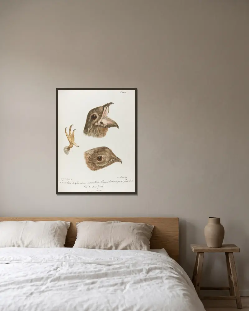 Nr. 1 und 2. Köpfe des Ziegenmelkers in natürlicher Größe von François Levaillant gerahmt an einer Wand
