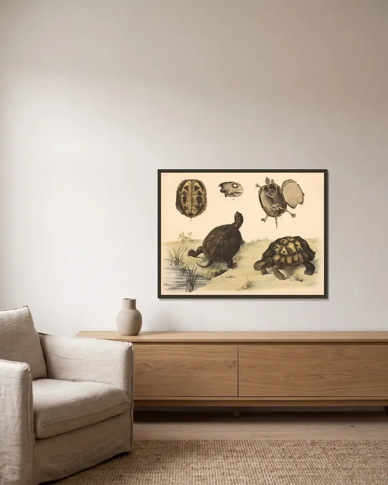a Europäische Sumpfschildkröte (Emys europaea) b Griechische Landschildkröte (Testudo Graeca). von Franz Engleder gerahmt an einer Wand