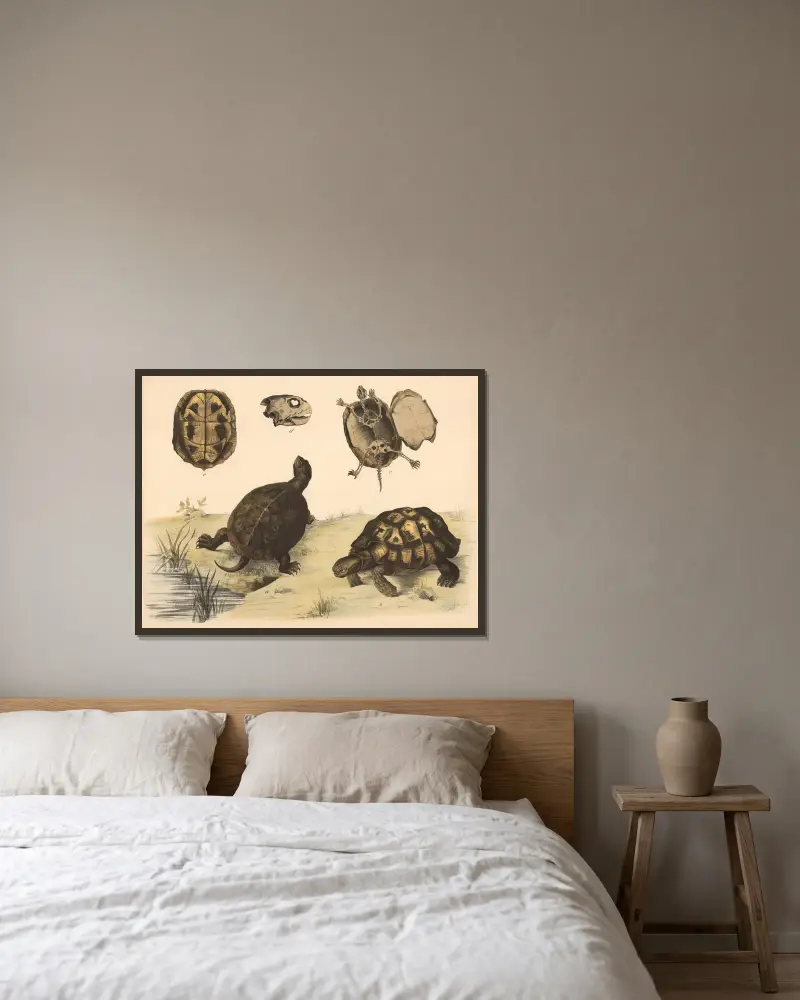 a Europäische Sumpfschildkröte (Emys europaea) b Griechische Landschildkröte (Testudo Graeca). von Franz Engleder gerahmt an einer Wand