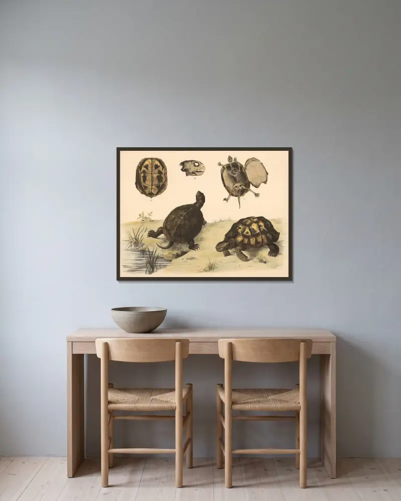 a Europäische Sumpfschildkröte (Emys europaea) b Griechische Landschildkröte (Testudo Graeca). von Franz Engleder gerahmt an einer Wand