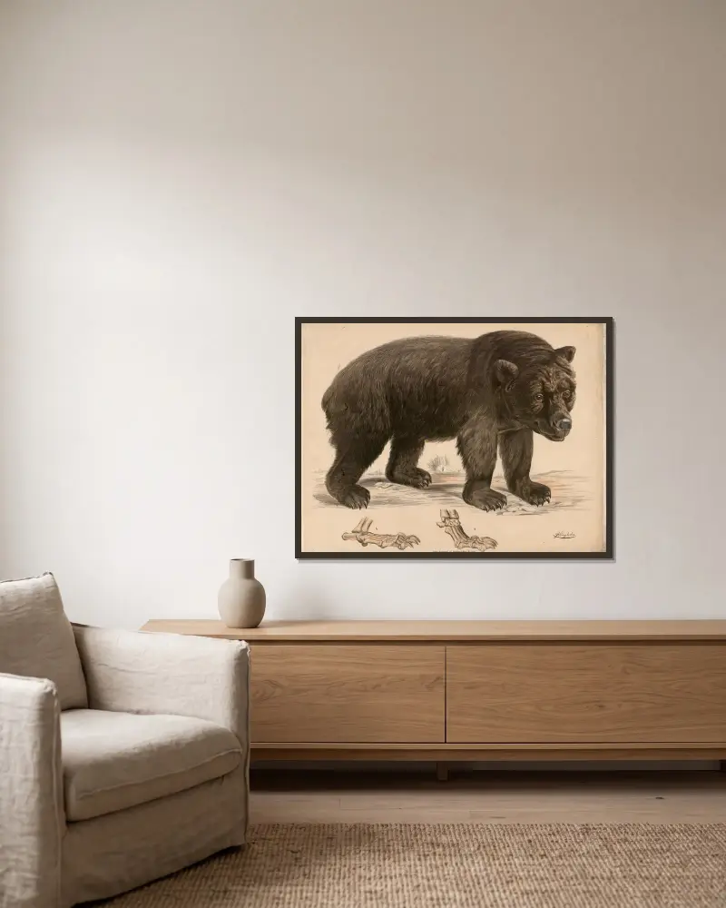 Brun björn (Ursus arctos) och dess fotskelett av Franz Engleder inramad på en vägg