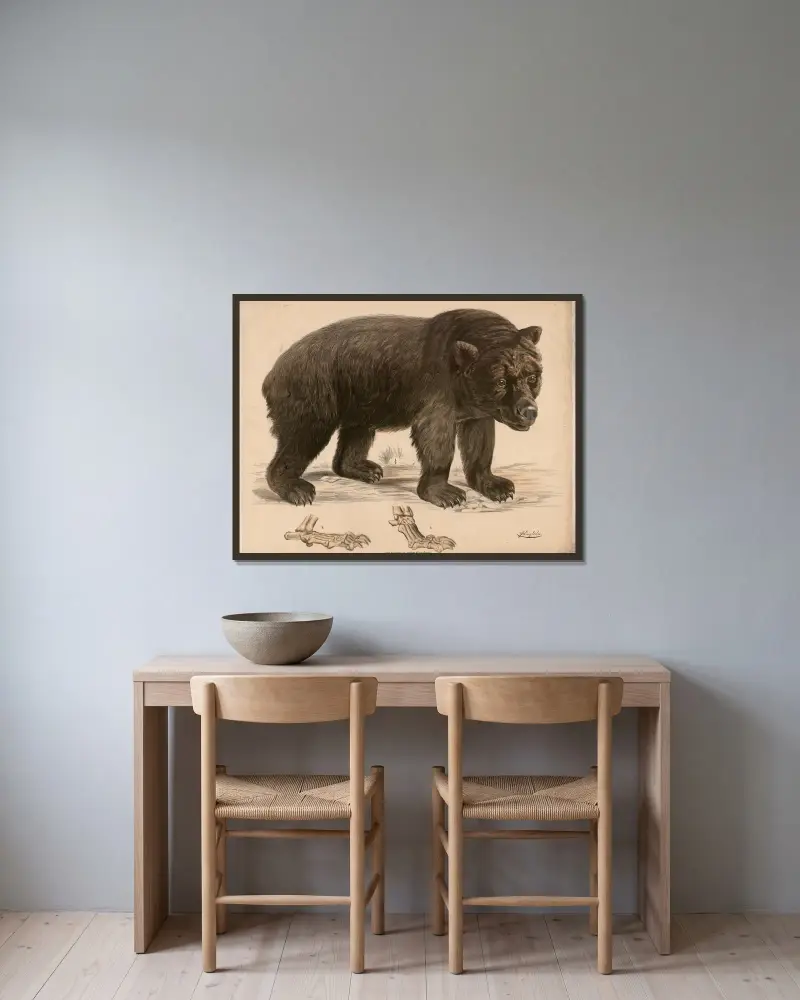 Brun björn (Ursus arctos) och dess fotskelett av Franz Engleder inramad på en vägg
