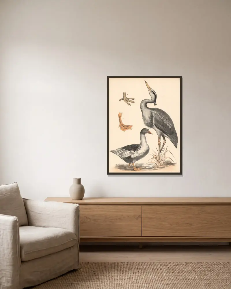Häger (Ardea cinerea), gås (Anser), a) vadfot och b) simfot förstorade av Franz Engleder inramad på en vägg