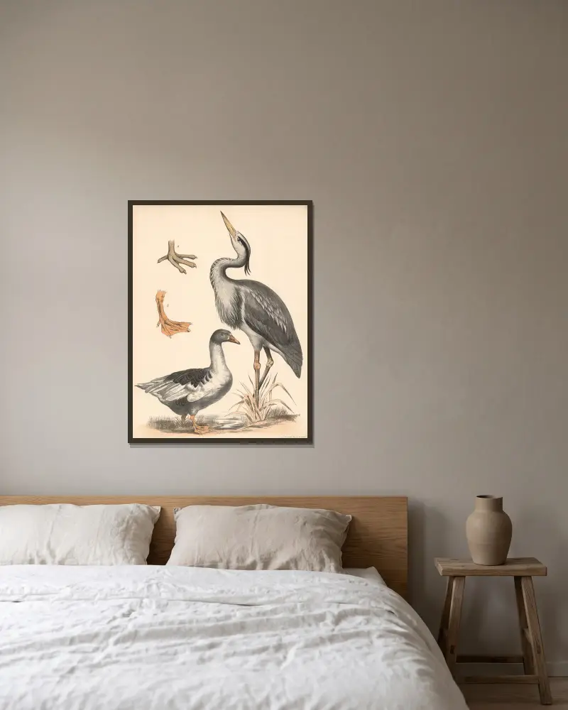 Häger (Ardea cinerea), gås (Anser), a) vadfot och b) simfot förstorade av Franz Engleder inramad på en vägg