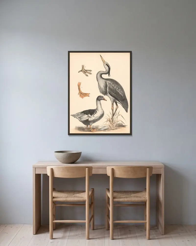 Häger (Ardea cinerea), gås (Anser), a) vadfot och b) simfot förstorade av Franz Engleder inramad på en vägg