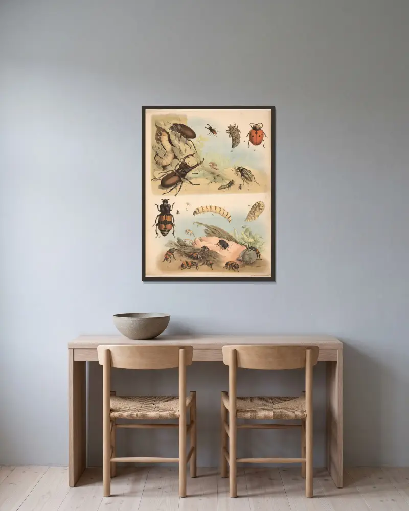 Goldlaufkäfer, Totengräber, Aaskäfer, Hirschkäfer: Männchen, Weibchen, Larve von Franz Engleder gerahmt an einer Wand