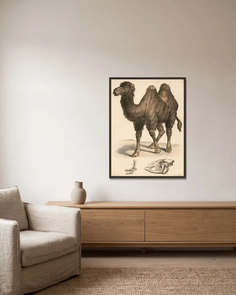 Kamel (Camelus bactrianus), a. skalle, b. fotskelett av Franz Engleder inramad på en vägg
