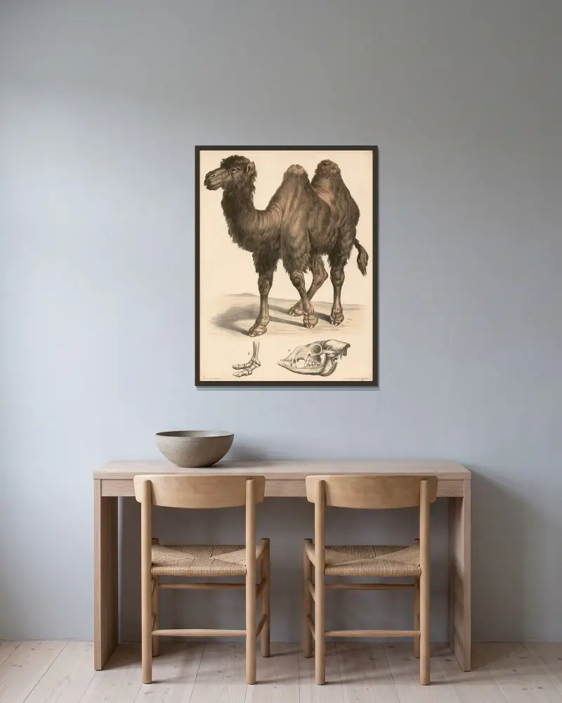 Kamel (Camelus bactrianus), a. skalle, b. fotskelett av Franz Engleder inramad på en vägg