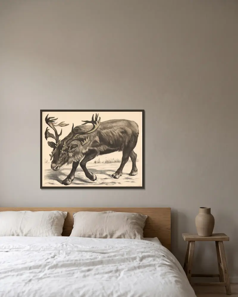 Renntier (Tarandusrangifer) av Franz Engleder inramad på en vägg
