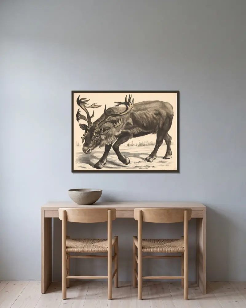 Renntier (Tarandusrangifer) av Franz Engleder inramad på en vägg