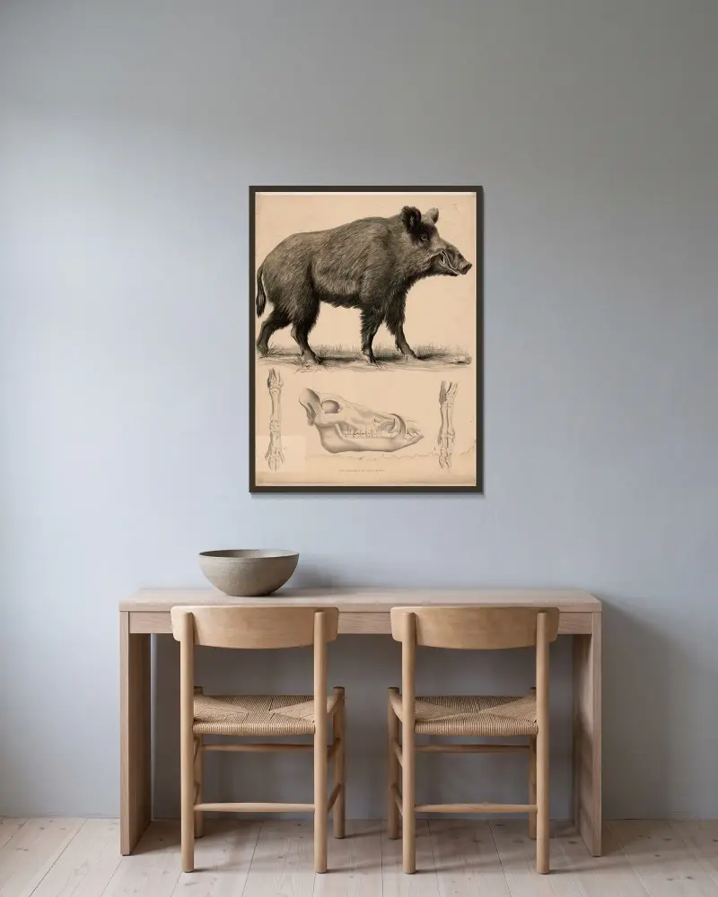 Vildsvin (Sus scrofa) a skalle, b främre fotens skelett, c bakre fotens skelett. av Franz Engleder inramad på en vägg