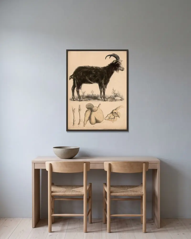 Get (Capra hircus) fotskelett, skalle och idisslarmage av Franz Engleder inramad på en vägg