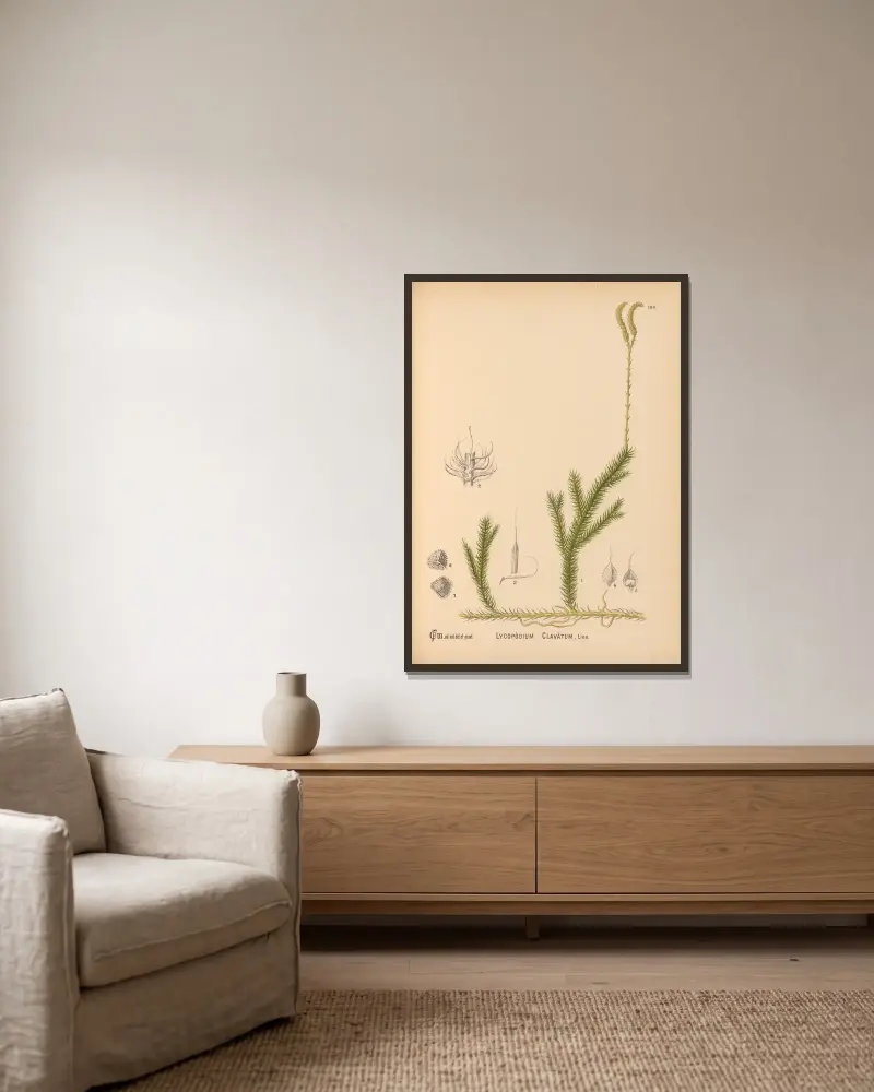Medizinalpflanzen Taf. 080 von Charles Frederick Millspaugh gerahmt an einer Wand