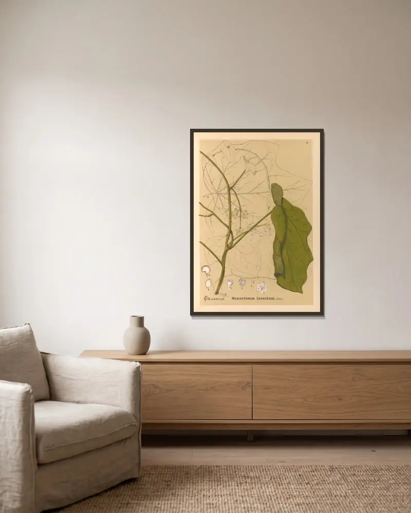Medizinalpflanzen Taf. 107 von Charles Frederick Millspaugh gerahmt an einer Wand