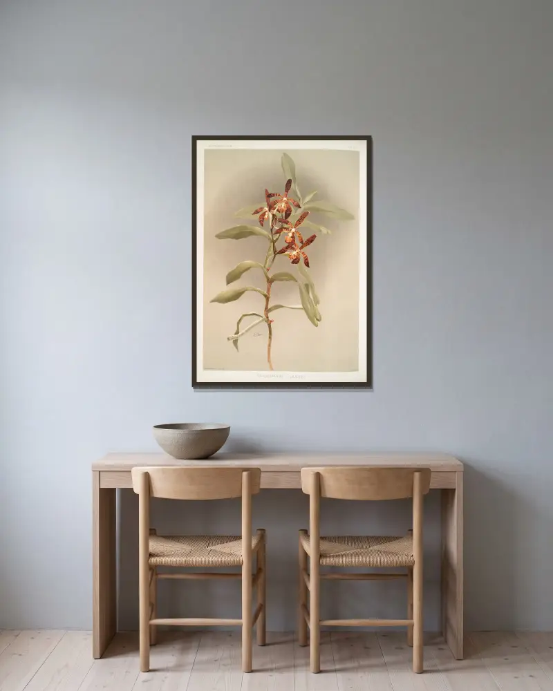 Arachnanthe clarkei von Frederick Sander gerahmt an einer Wand