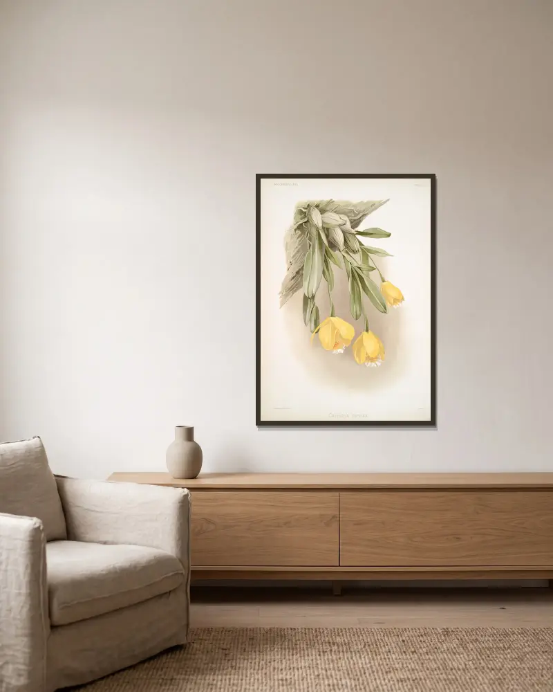 Cattleya citrina. av Frederick Sander inramad på en vägg