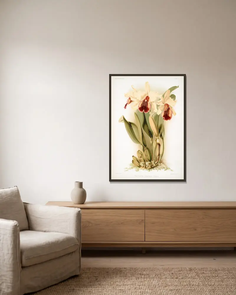 Cattleya dowiana aurea. av Frederick Sander inramad på en vägg