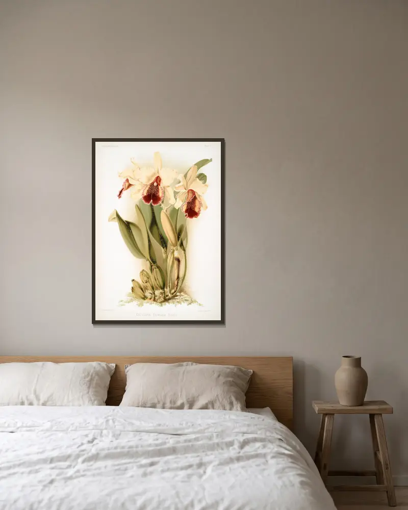 Cattleya dowiana aurea. av Frederick Sander inramad på en vägg