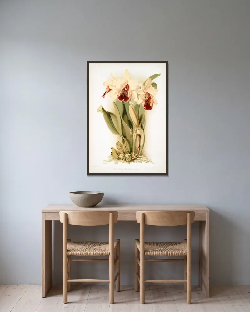 Cattleya dowiana aurea. av Frederick Sander inramad på en vägg