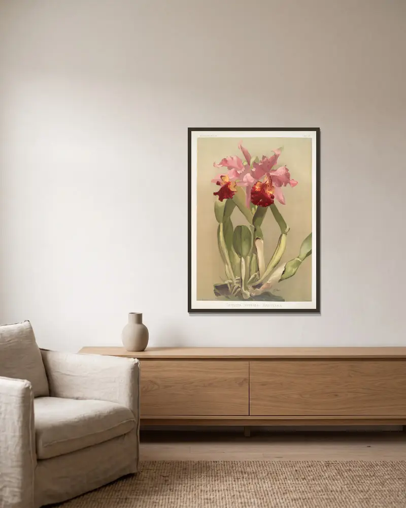 Cattleya (hybrida) hardyana. av Frederick Sander inramad på en vägg