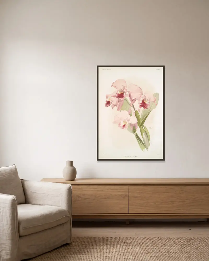 Cattleya labiata. av Frederick Sander inramad på en vägg