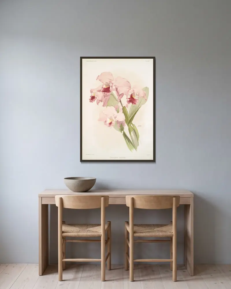 Cattleya labiata. av Frederick Sander inramad på en vägg