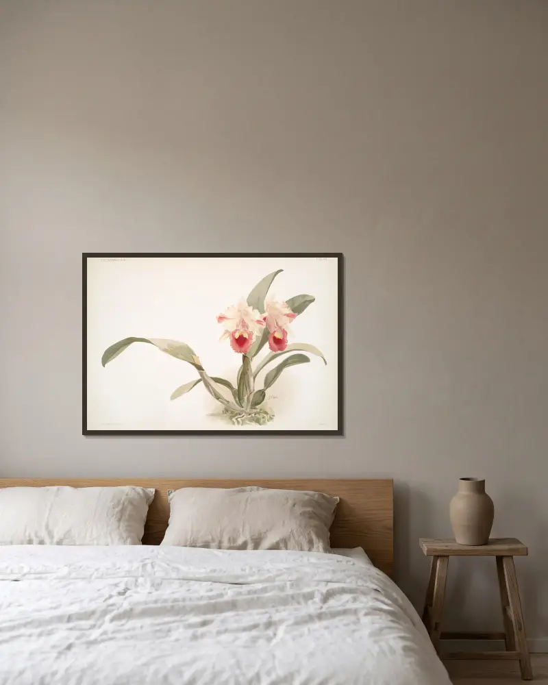 Cattleya labiata trianaei. av Frederick Sander inramad på en vägg