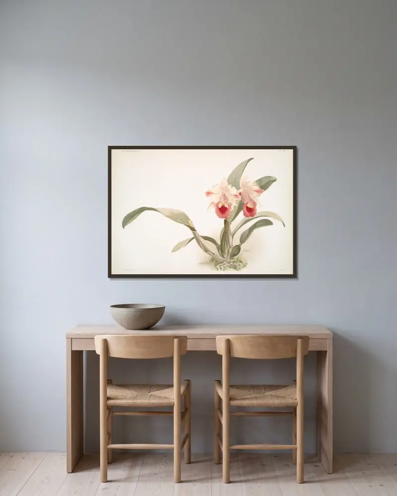 Cattleya labiata trianaei. av Frederick Sander inramad på en vägg
