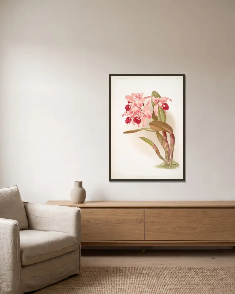 Cattleya lawrenceana. av Frederick Sander inramad på en vägg