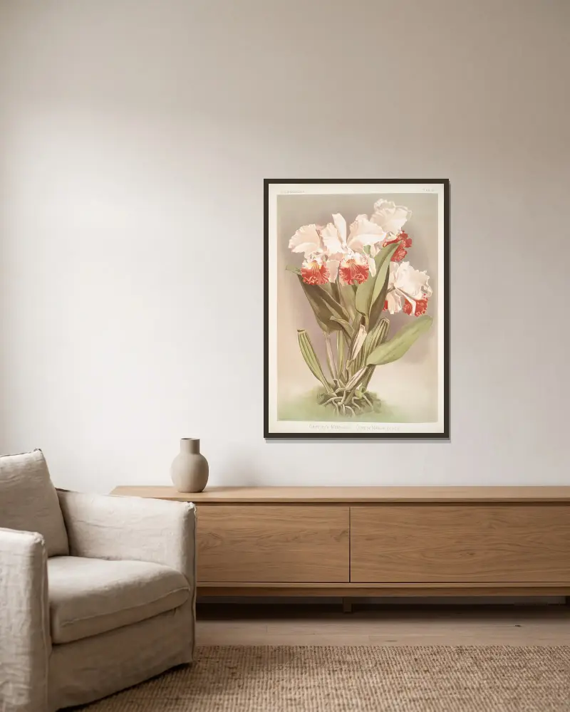 Cattleya Mendelli, hertig av Marlborough av Frederick Sander inramad på en vägg