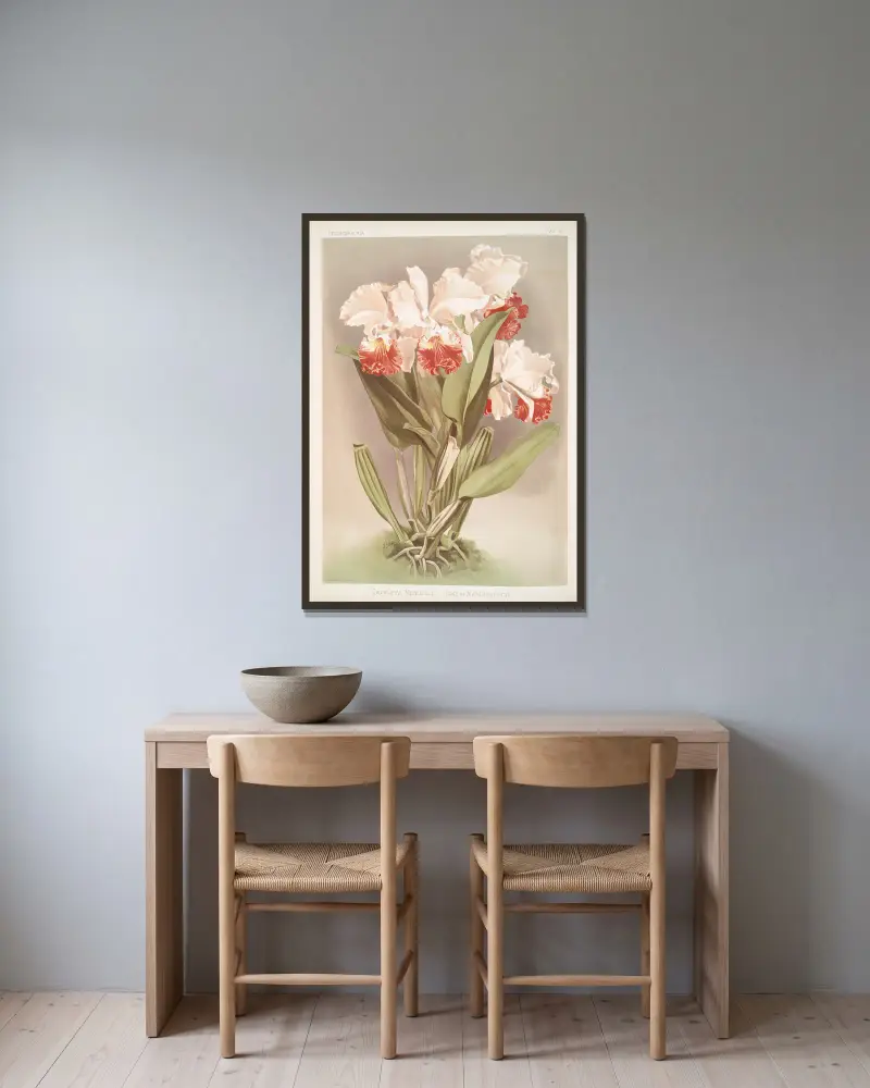 Cattleya Mendelli, hertig av Marlborough av Frederick Sander inramad på en vägg