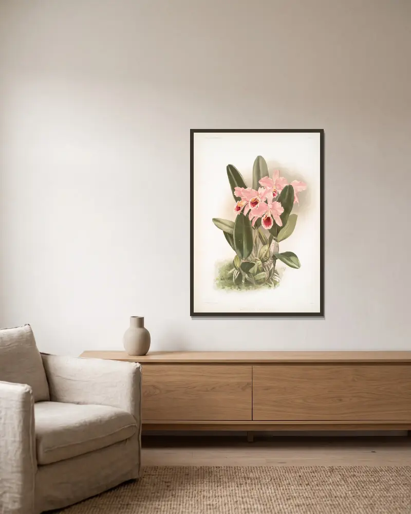 Cattleya Percivaliana., Frederick Sander w ramie na ścianie