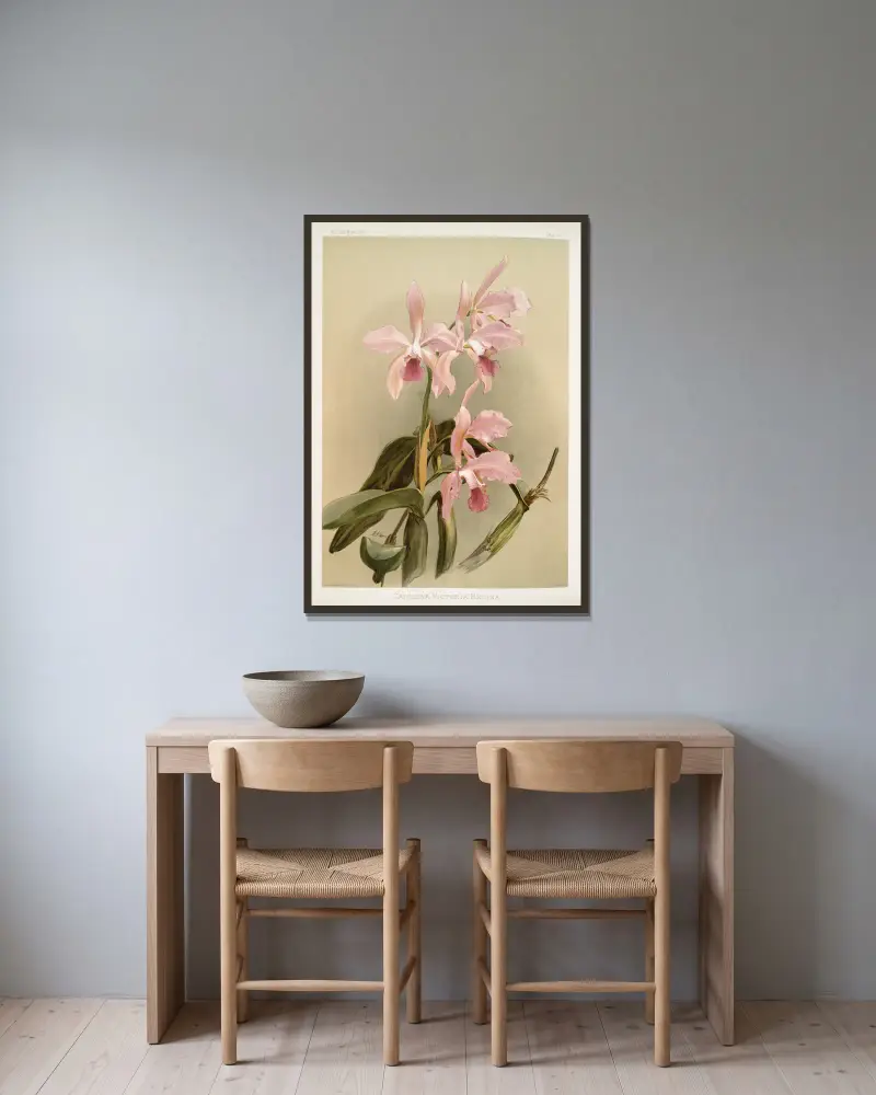 Cattleya victoria regina., Frederick Sander w ramie na ścianie