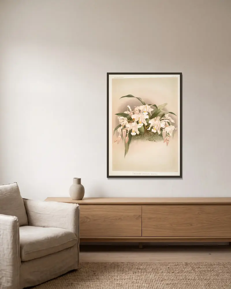 Coelogyne cristata maxima. av Frederick Sander inramad på en vägg