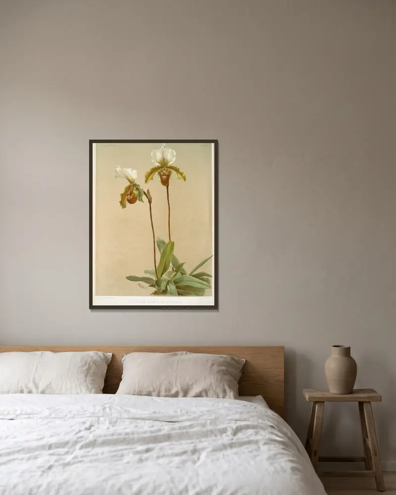 Cypripedium leeanum var. giganteum von Frederick Sander gerahmt an einer Wand