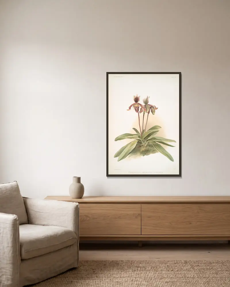 Cypripedium oenanthum superbum. av Frederick Sander inramad på en vägg