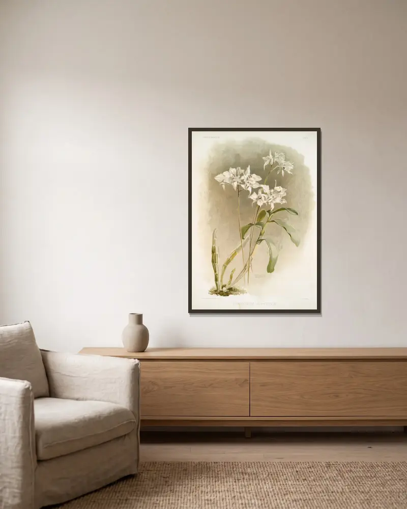 Dendrobium Johnsoniæ. av Frederick Sander inramad på en vägg