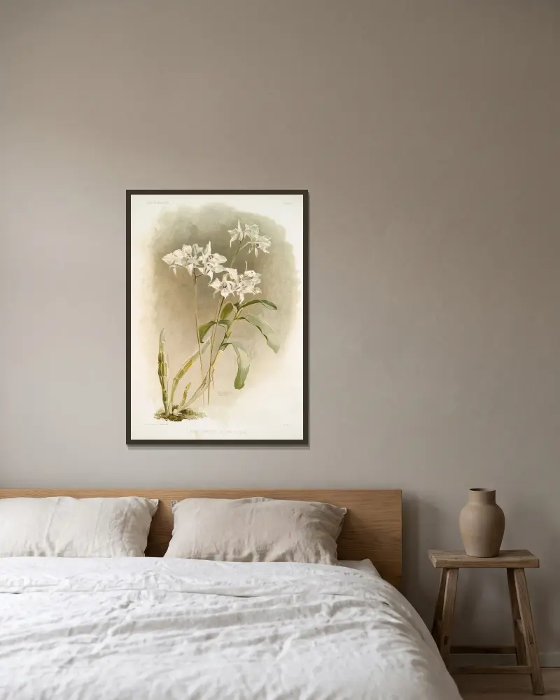 Dendrobium Johnsoniæ. av Frederick Sander inramad på en vägg